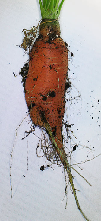 морковь, свет для растений