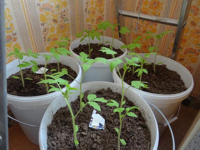 Как делать рассаду помидоров в домашних условиях
